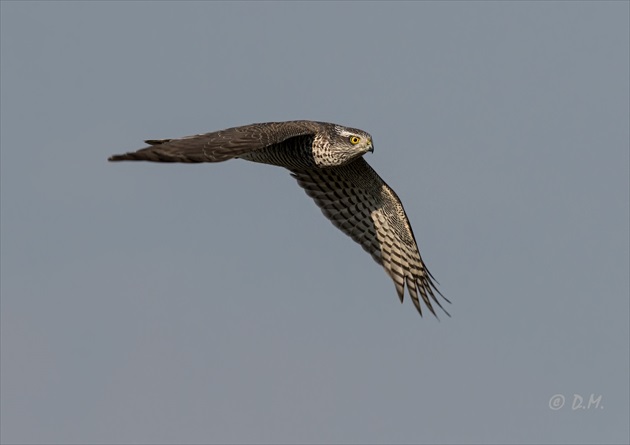 Jastrab lesný (Accipiter gentilis)