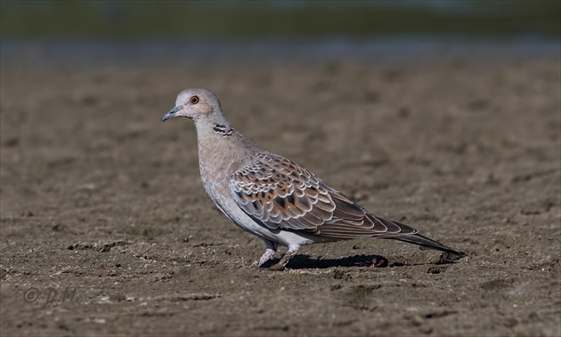 Hrdlička poľná (Streptopelia turtur)