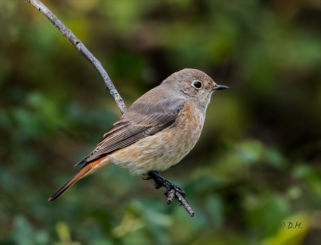 Žltochvost hôrny (Phoenicurus phoenicurus)