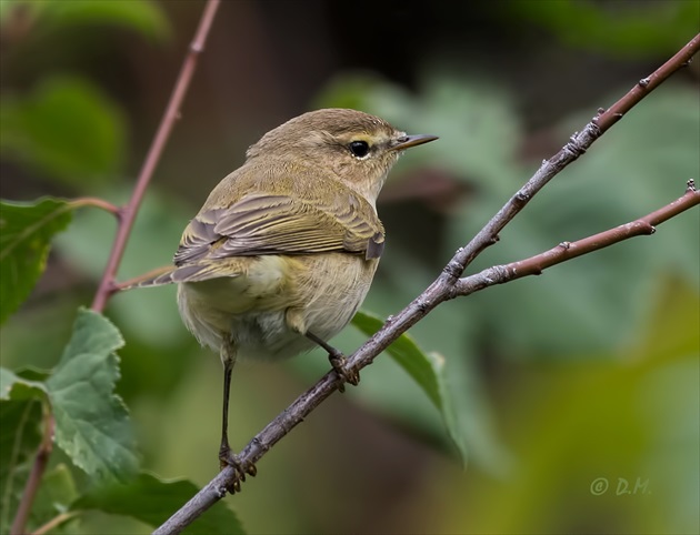 Kolibkárik čipčavý (Phylloscopus collybita)