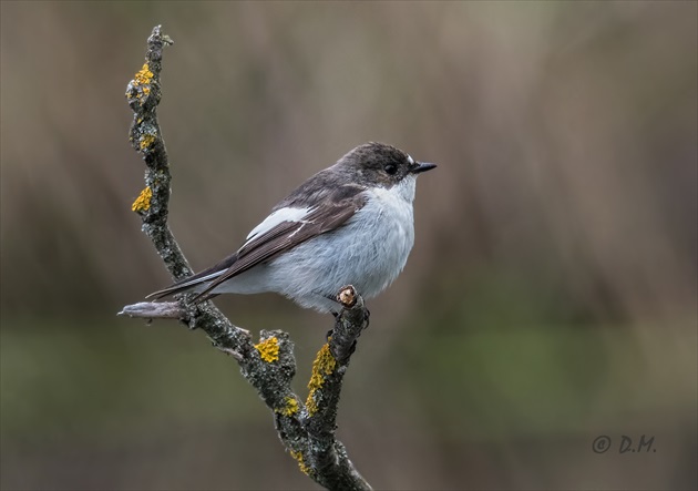 Muchárik čiernohlavý (Ficedula hypoleuca)