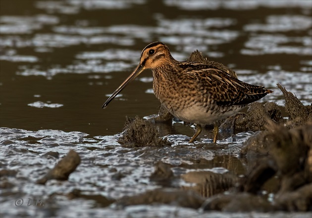 Močiarnica mekotavá (Gallinago gallinago)