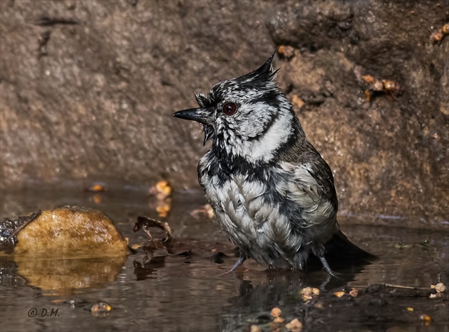 Sýkorka chochlatá (Parus cristatus)