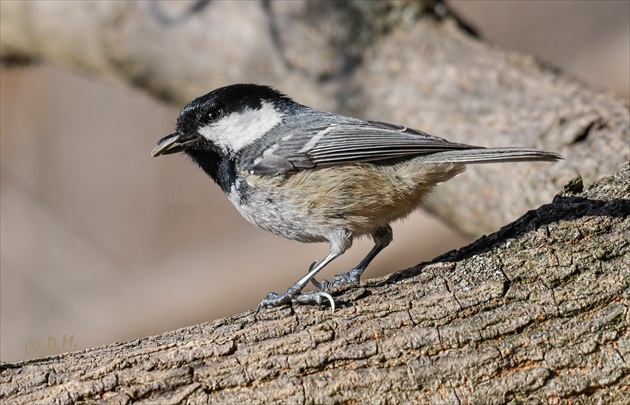 Sýkorka uhliarka (Parus ater)