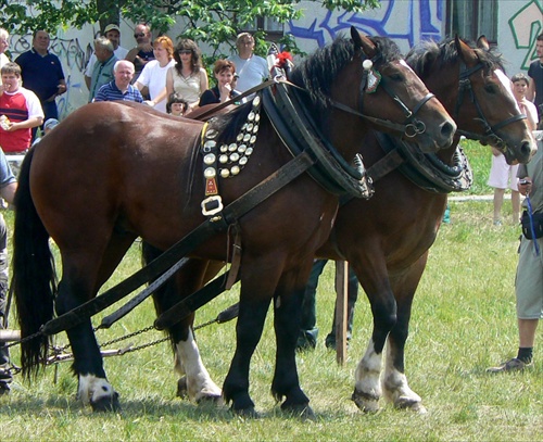 Deň koňa 15