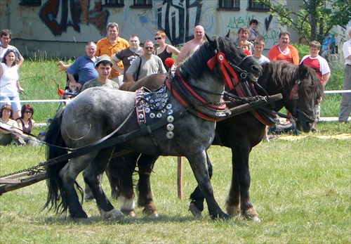 Deň koňa 16