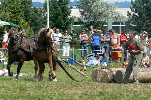 Deň koňa 19