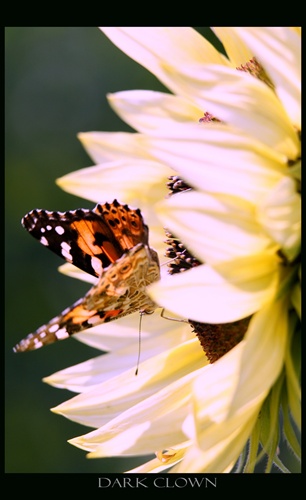 Lunch on sunflower :)