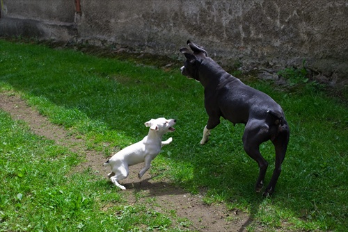 jack russel vs. pitbull