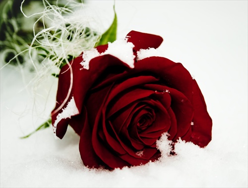 Rose in the snow