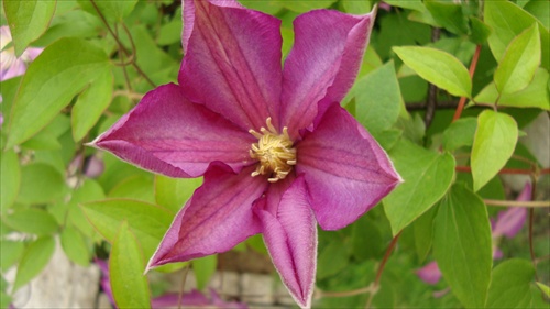 clematis - plamienok