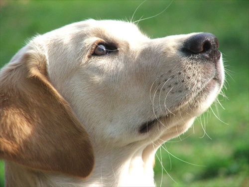 Labrador