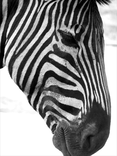 Unavená zebra