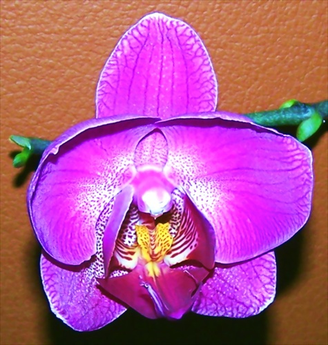 orchidea