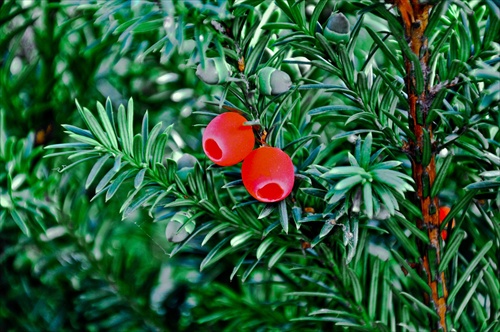 tis obyčajný ( taxus cabata)