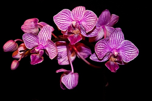 orchidea