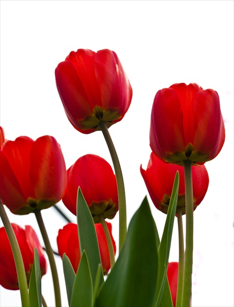 TULIPANY