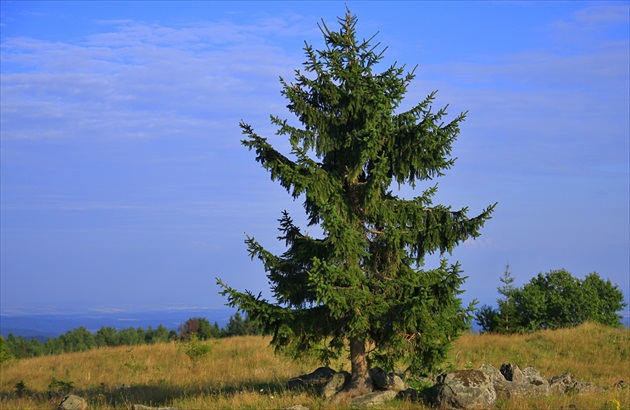 Ošľahaný bleskami