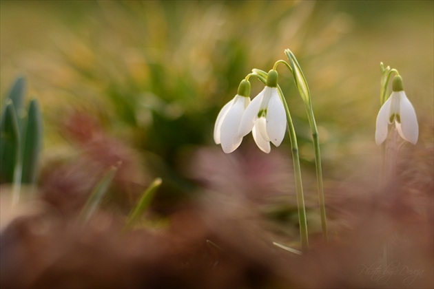 Galanthus nivalis