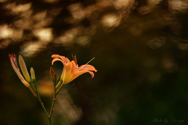 Lilium