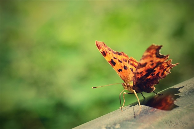 polygonia C