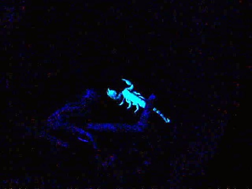fosforový škorpión v zoo vo viedni