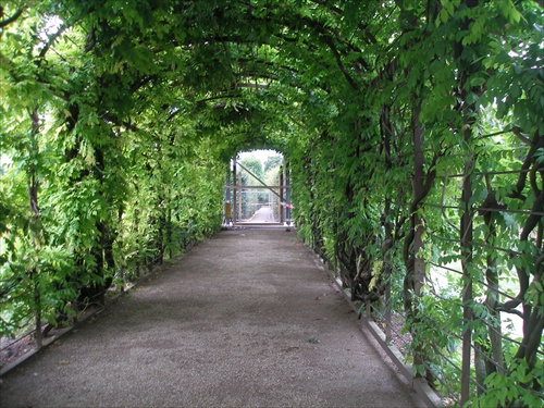 zelený tunel