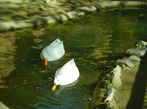 husy,Vienna ZOO