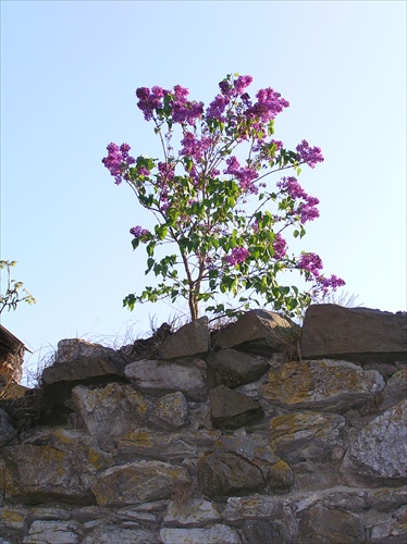 vyrástol na skale