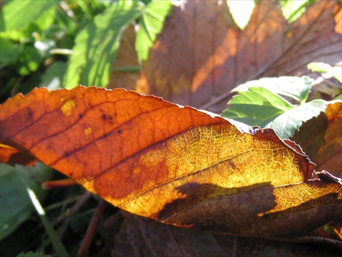 pozdrav novembra