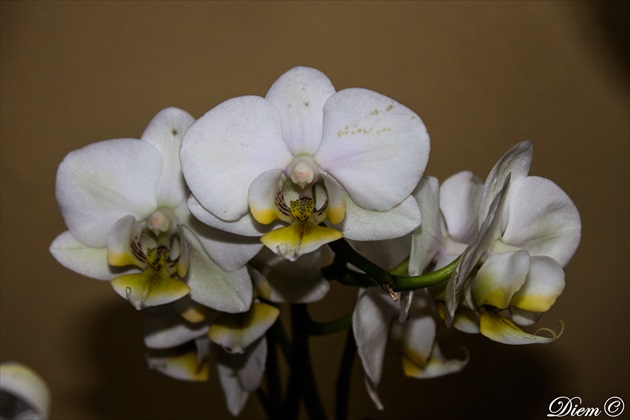 "ORCHIDEA"