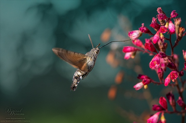 Macroglossum stellatarum