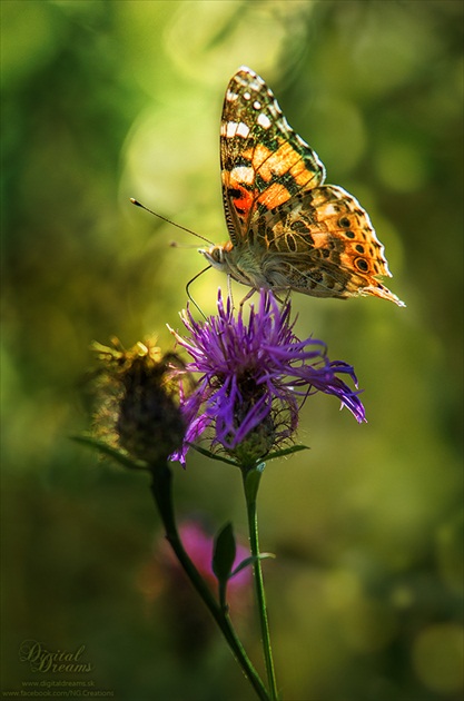 Vanessa cardui