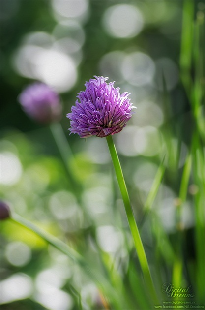 Allium schoenoprasum