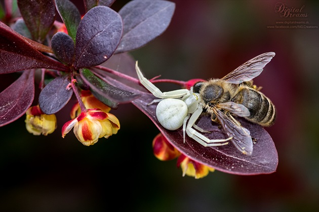 Misumena vatia (kvetárik dvojtvarý)