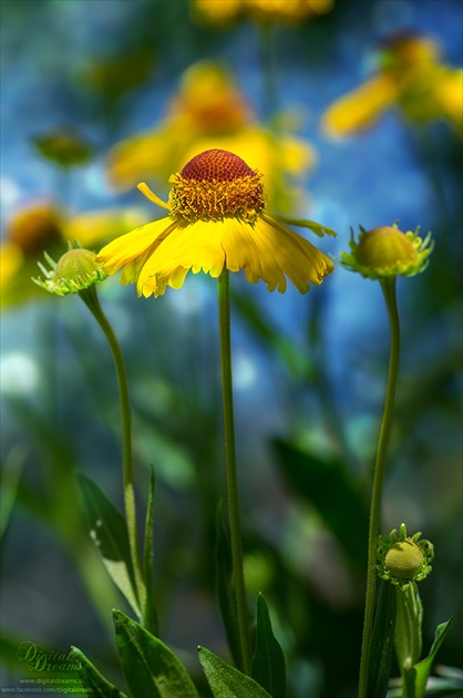 Helenium