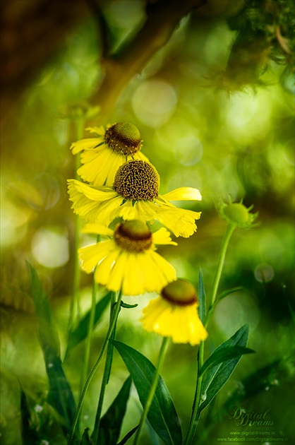 Helenium