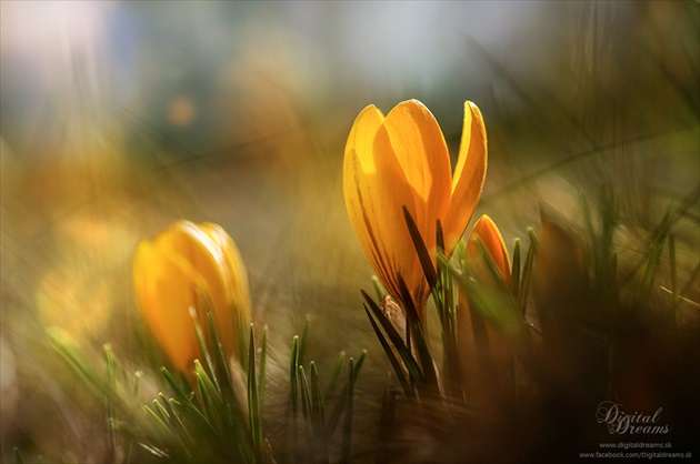 Crocus in focus :)