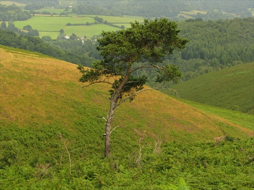 NP dartmoor