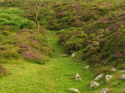 NP dartmoor4