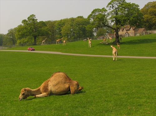 anglické safari