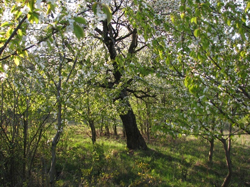 vivat čerešne I.