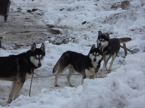 Husky