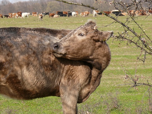 Kravička zo Záhoria