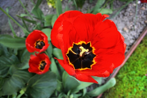 Tulipanek