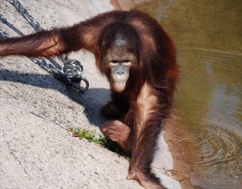 Orangutan bornejský