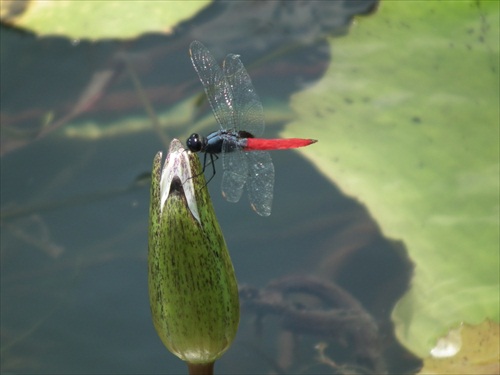 Na Rio Dulce