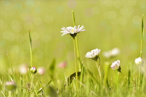 Bellis perennis