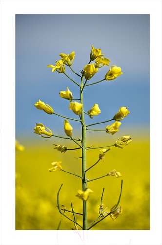 Brassica napus