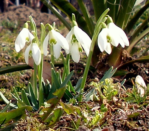 Snežienky